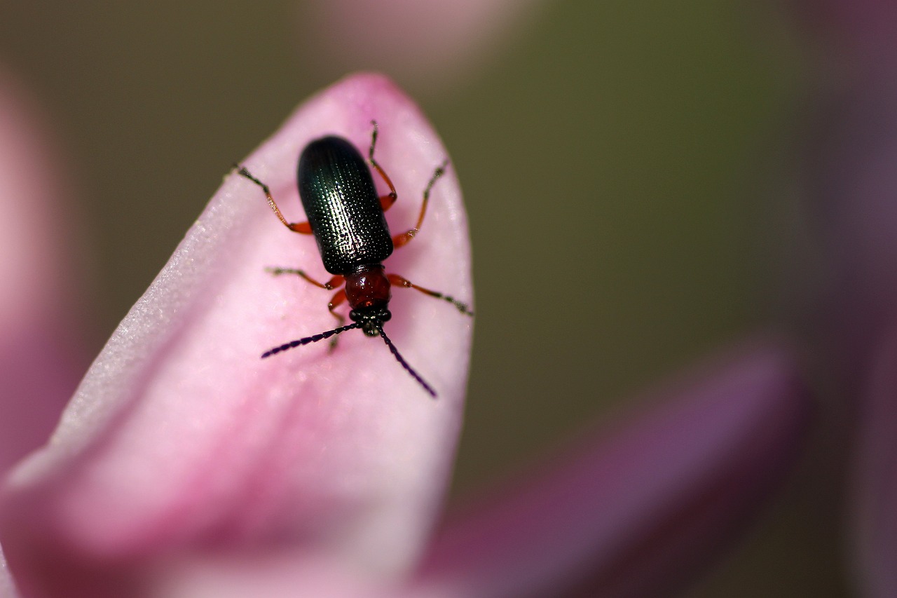 Pest Control in Homes - Health and Safety Implications